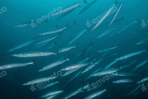 Preview: Small school of pacific barracuda