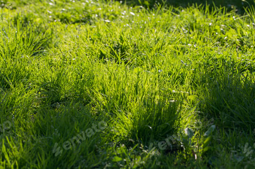 Preview: Idyllic green field with lush grass