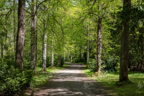 Preview: Beautiful shot of pathway between green trees in a park