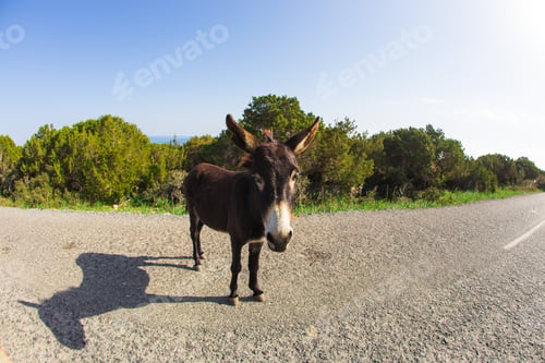 Preview: Wild funny donkey outdoors