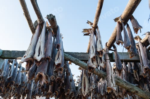 Preview: Cod fish drying on rack, Hamnoy, Lofoten Islands, Norway