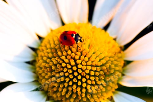 Preview: Beetle Ladybug and chamomile flower