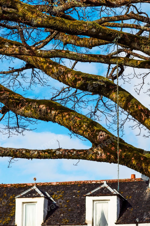 Preview: Vertical shot of mossy tree branches over a house roof