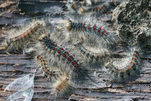 Preview: Closeup on an aggregation of hairy, colorful caterpillars of the Gypsy moth, Lymantria dispar