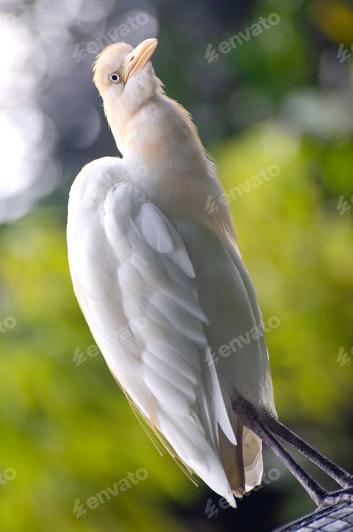 Preview: Portrait of a cattle egret. Close-up view of a cattle egret