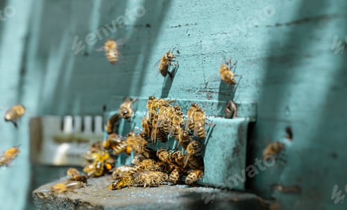 Preview: Close-up of a bee on a beehive in an apiary.