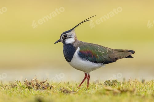 Preview: Northern Lapwing Display Behaviour