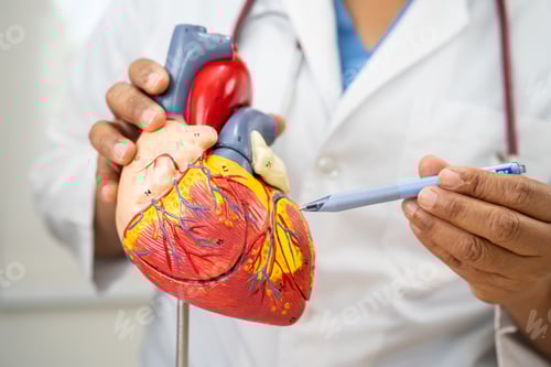 Preview: Cardiovascular disease CVD, Asian doctor holding human anatomy model