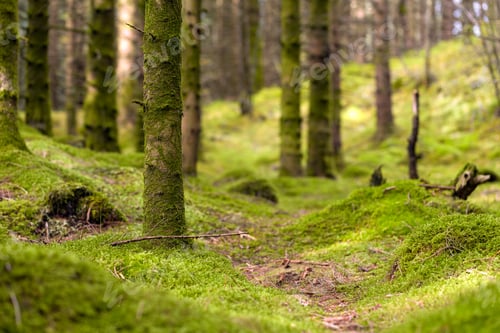 Preview: A Forest Trail