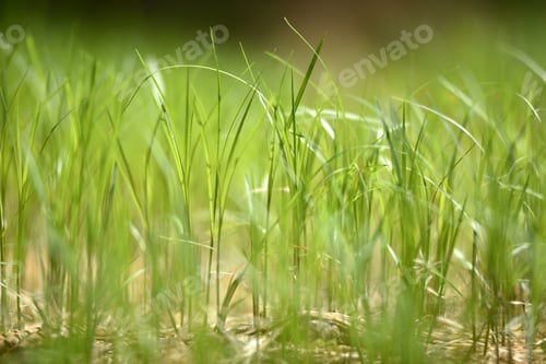 Preview: Tiny green grass close-up in the spring