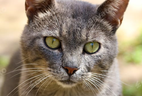 Preview: Portrait of a gray cat