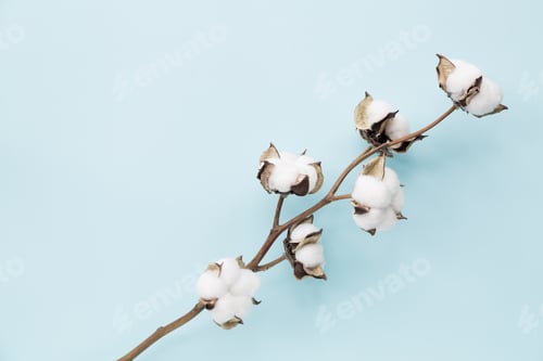 Preview: Cotton flower , blue background. Concept, copy space for text, place, flat lay