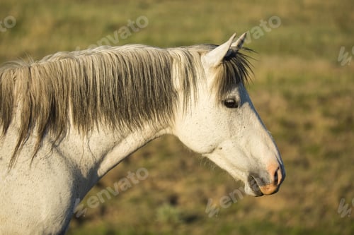 Preview: Closeup of a white wild horse at Theodore Roosevelt National Park, North Dakota
