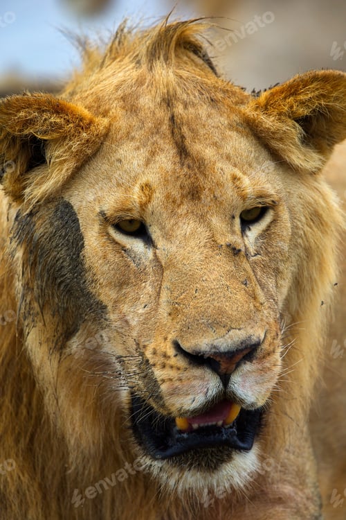 Preview: Vertical closeup shot of a beautiful lion face