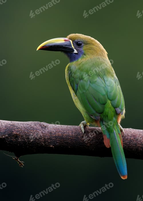 Preview: An Emerald Toucanet in Costa Rica