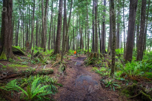 Preview: Hike in the forest