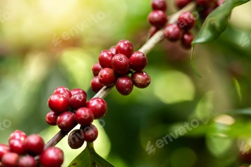 Preview: Coffee beans ripening on tree in North of thailand