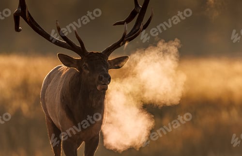 Preview: A Bull Elk During the Rut