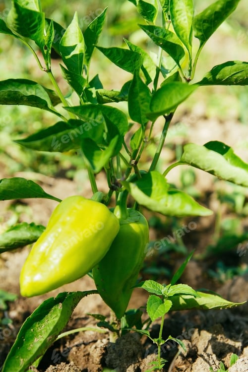 Preview: Green pepper on a garden bed. Farm cultivation of vegetables