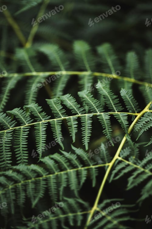 Preview: Fern close up