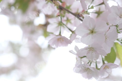 Preview: White flowers tree blossom macro, selective focus. Spring blossom, tree branches in white flowers, b