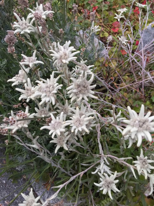 Preview: Edelweiss flowers in Zermatt, Switzerland