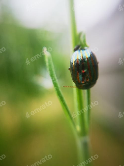 Preview: rosemary beetle