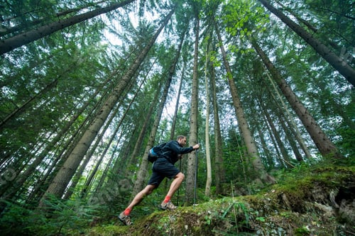 Preview: Traveler with trekking poles walks in the mountain forest