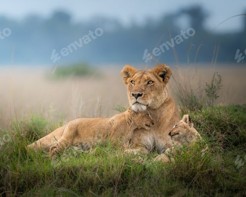 Preview: Closeup of a lioness witting with cute baby lions on a green field