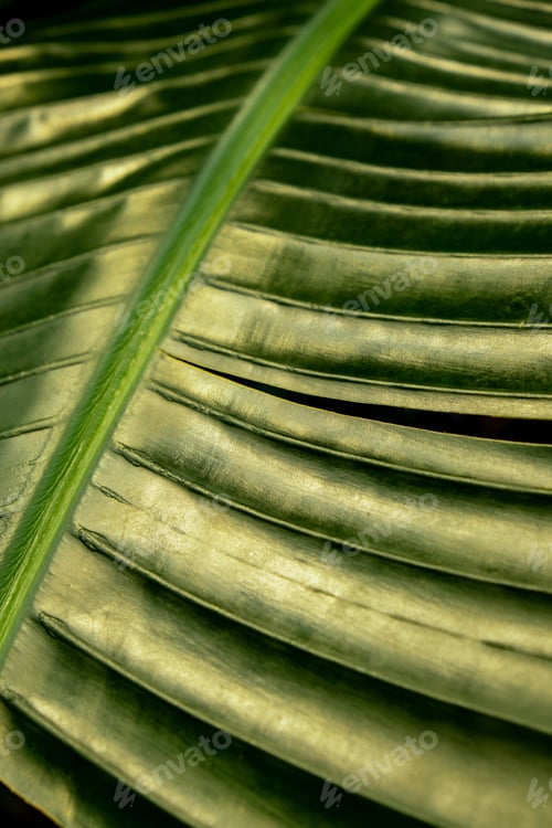 Preview: Green palm leaf pattern texture abstract background tropical forest, concept of ecology and