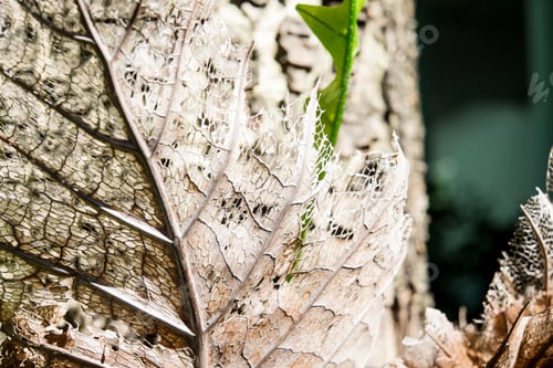 Preview: Dry decay brown leaf