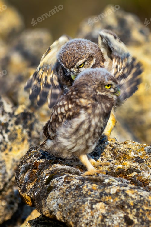 Preview: Little Owl