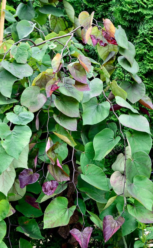Preview: Vertical shot of Cercis Flamethrower plant with green leaves
