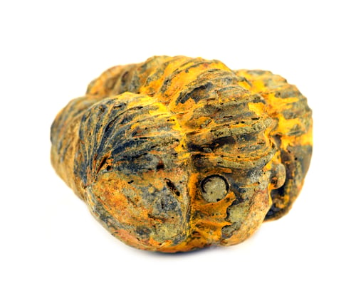 Preview: Trilobite Fossil