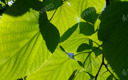 Preview: Natural background with green leaves of spring linden tree