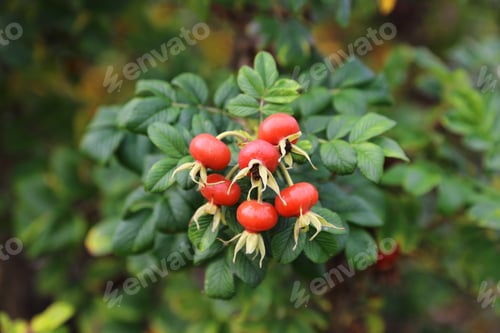 Preview: Branch with dog rose fruits
