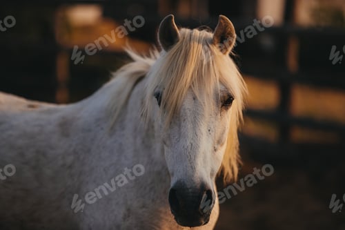Preview: Close-up portrait of a working horse at sunset.