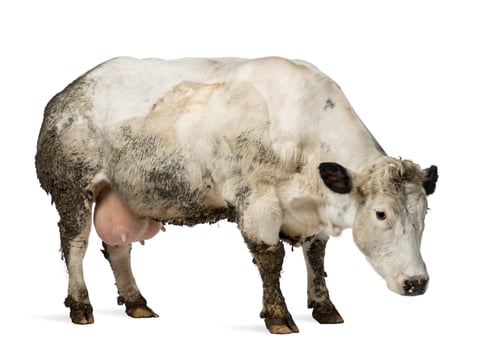 Preview: Dirty pregnant Belgian blue cow, isolated on white