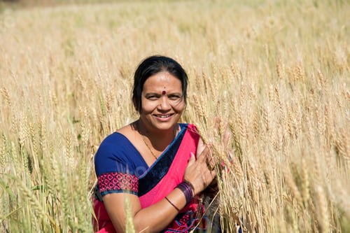 Preview: Indian woman wearing saree at wheat field, Portrait of smiling woman in wheat field.