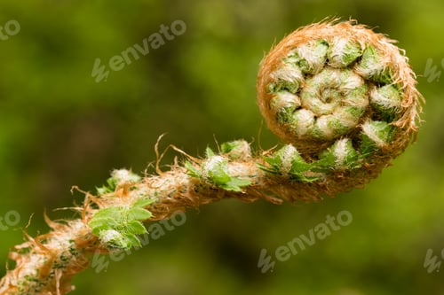 Preview: Young green fern leaves