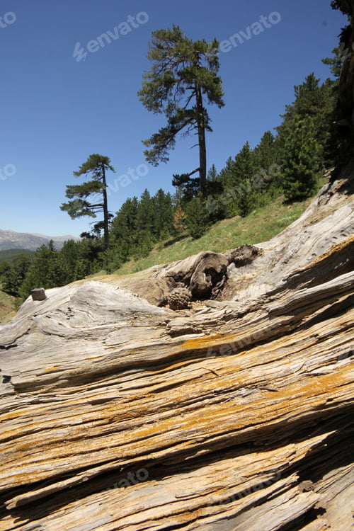Preview: The bark of the pine tree as the background