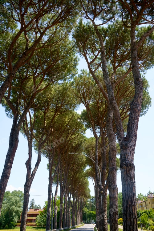 Preview: Rural landscape on the hills near Imola and Riolo Terme