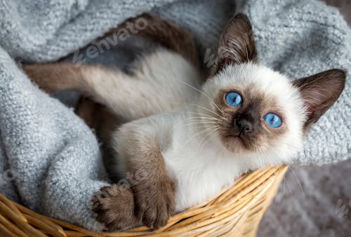 Preview: Cute siamese cat, pet animal kitten