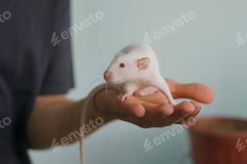 Preview: close up white home rat in a softly lit indoor environment