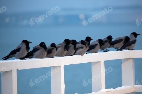 Preview: Hooded Crows in the wild