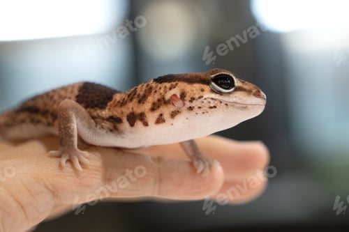 Preview: Cute Leopard Geckos (Eublepharis Macularius) on blur background