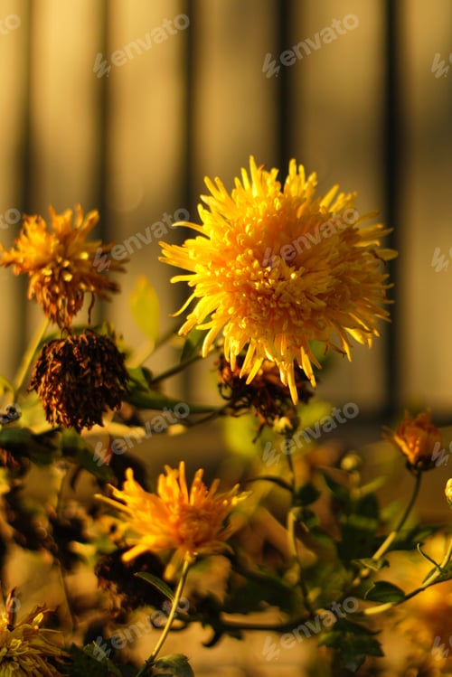 Preview: yellow flower. Yellow chrysanthemums daisy flower background pattern bloom. Chrysanthemum flowers ba