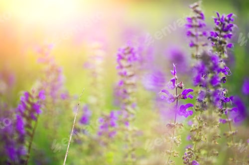 Preview: Purple Flowers in Dreamy Sunlight
