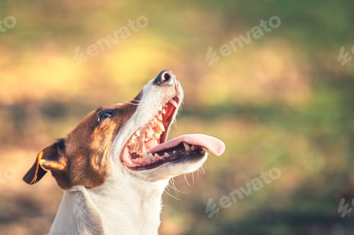 Preview: Jack russel terrier with open mouth