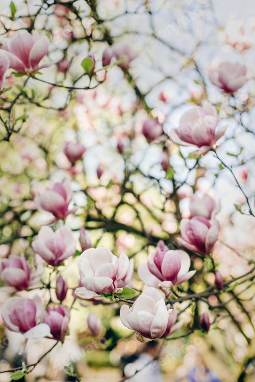Preview: beautiful magnolia pink flowers on branches in sunny sky